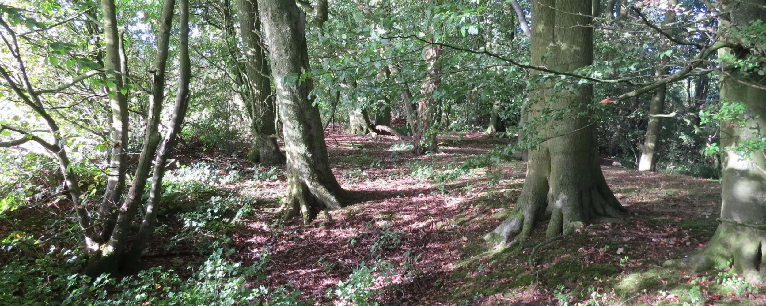 Ancient Woodland